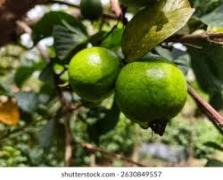 Image result for Psidium guajava