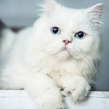 Black And White Persian Cat With Blue Eyes Persian Kitten Blue Eyes For Sale With Best Price In India Persian Kittens Cat With Blue Eyes Persian Cat Price