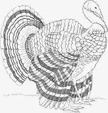 Coloring Pages Turkey Coloring Pages Turkey Coloring Pages Coloring Pages Fall Coloring Pages