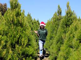 Maybe you would like to learn more about one of these? Where To Buy Real Christmas Trees In Melbourne