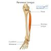 While there are many causes for leg pain it is more due to cramps, muscle catches, muscle fatigue etc. 1