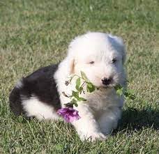 Cute Old English Sheepdog Puppies For Sale Dubai City English Sheepdog Puppy Old English Sheepdog Old English Sheepdog Puppy