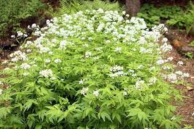 Image result for Cardamine obliqua