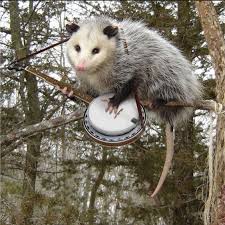 Pin By Kristin Homura On Icarus Moods Opossum Possum Awesome Possum