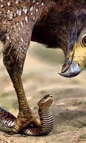 Predators And Preys Poylia Aetos Katoikidia