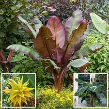 See more ideas about banana tree, banana, growing tree. Architectural Banana Plant Collection Yougarden