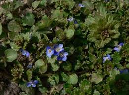 V česku se jedná o hojný. Rozrazil Rezekvitek Veronica Chamaedrys Herbar Houbareni