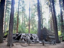 Big Stump Calaveras Big Trees State Park California Ever wonder what happened when settlers first set eyes on giant sequoia trees? big stump calaveras big trees state