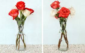 Maybe you would like to learn more about one of these? How To Keep Roses Alive More