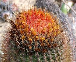 There's no significantly toxic cactus that my google could find, and certainly no poisonous cacti, though. Can Cactus Survive Winter List Of 30 Winter Hardy Cacti Succulent Alley