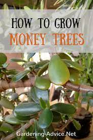 Because they grow less, they don't need as much water. Money Tree Plant Care How To Look After Your Jade Plant