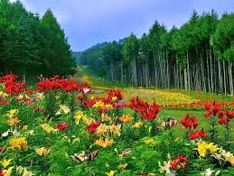 Maybe you would like to learn more about one of these? Summer Flowers Red Pretty Colorful Woods Bonito Carpet Nice Green Flowers Hd Wallpaper Peakpx