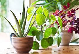 Maybe you would like to learn more about one of these? List Of 15 Bedroom Plants That Will Keep You Fresh Active
