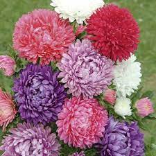 Pin Na Doske Flower Gardening