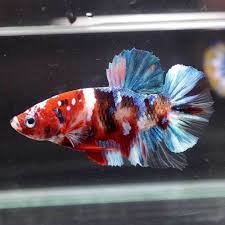 Live Betta Fish Fancy Multi Color Koi Halfmoon Plakat Hmpk Male 339 Betta Betta Fish Fish