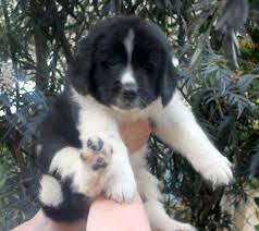Beautiful Landseer Newfoundland Pups 7 8 For Sale In Salem Oregon Classified Americanlisted Com
