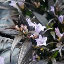 Image result for Strobilanthes anisophylla