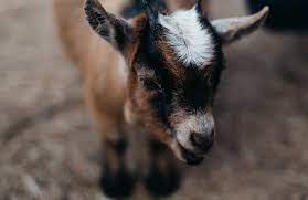 Nous avons in chien.il est petit.atho a sa petit maison.elle est rouge.jacques et lucie ont aussi un chien.c'est le frere de notre athos.j. 5 Bonnes Raisons D Adopter Une Chevre Naine Depuis Mon Hamac