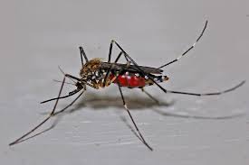 Do you have a pest infestation in your home? Pest Infestation Archives Bpf Home News