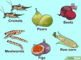 How To Feed A Sugar Glider 15 Steps With Pictures Wikihow
