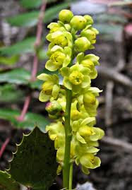 Image result for Maerua nervosa