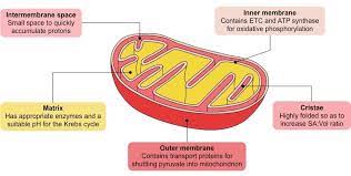 Mitochondria Bioninja Mitochondria Oxidative Phosphorylation Membrane Structure