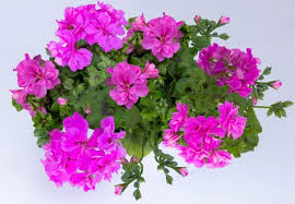 Image result for Pelargonium apetalum