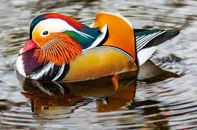 Mandarin ducklings for sale at californiahatchery.com! Mandarin Duck Steemit