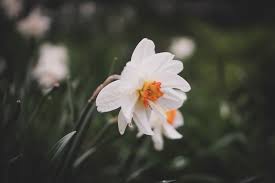 We did not find results for: David Cabrera Central Park Flowers