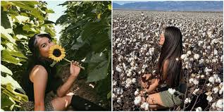 Our farm was purchased in 1913 by dominico and caterina ferrari. This Sunflower Field In Arizona Has Endless Fields And Beautiful Sunflowers Narcity