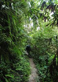 Several places offer this type of ecotourism experience in malaysia. Malaysia Jungle Trekking In Cameron Highlands 05