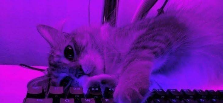 CATSLAND