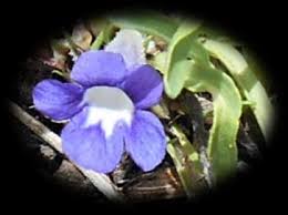 Image result for Aptosimum albomarginatum