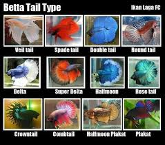 Lots Of Bettas Betta Fish Types Betta Fish Tank Betta Fish