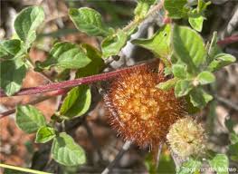 Image result for Cyathula