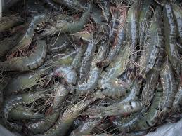 Since crustacean is not a proper noun, you sadly cannot pronounce it in any way you feel like. Prawn Wiktionary