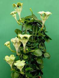 How to grow the parachute plant. Ceropegia Sandersonii Parachute Plant World Of Succulents