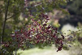 Hawthorn is most commonly used for diseases of the heart and blood vessels, but there is no good. Gardening 101 Hawthorn Gardenista
