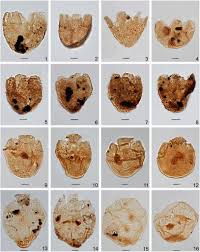 Palynology Of The Middle Jurassic Bajocian Bathonian