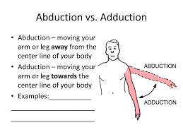 Think of it as a synergist of hip flexion and abduction: Ppt Muscle Movements Powerpoint Presentation Free Download Id 2643272