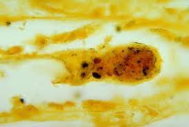 Pernyataan diatas berkaitan dengan shalat berjamaah yang benar.(berilah tanda centang pada 3 jawaban yang benar). Enam Warga Bantul Meninggal Karena Leptospirosis Republika Online