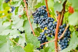 Apple (blossom) preference fame speaks him great and good: Can Grapes Be Grown Indoors Step By Step Guide Conserve Energy Future