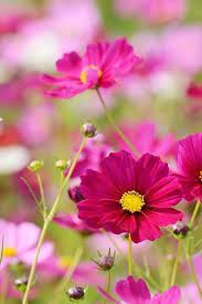 Pin On Flowers Meanings