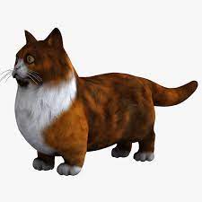 In 1995, a former judge from american kennel club named joe smith created these little balls of delight. Munchkin Katze 3d Modell Turbosquid 725082
