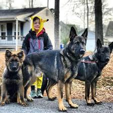 We were established in 1957 and have dedicated our efforts to owning and breeding sound german shepherds for home companionship, trainability, and show competition. German Shepherd Puppies For Sale In Irelannd Home Facebook