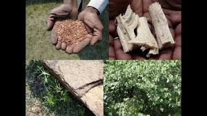 Image result for Hemarthria natans