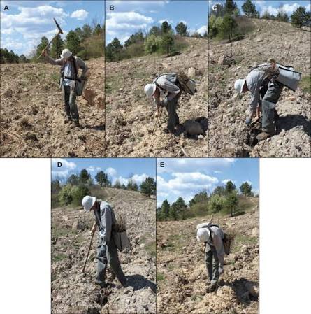 Tree planting with a hoedad, using the steps illustrated in Figure... | Download Scientific Diagram