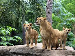 You can also upload and share your favorite lions wallpapers. Wallpaper Three Lions Family Stone Trees 2560x1600 Hd Picture Image