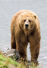 The photo is an historical artifact, depicting the last known mexican grizzly, the subspecies of brown bear (ursus arctos nelsoni; Grizzly Bear Description Habitat Facts Britannica