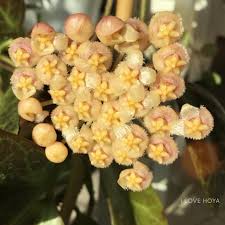 Hoya Obscura Hoya Plants Flowers Plants